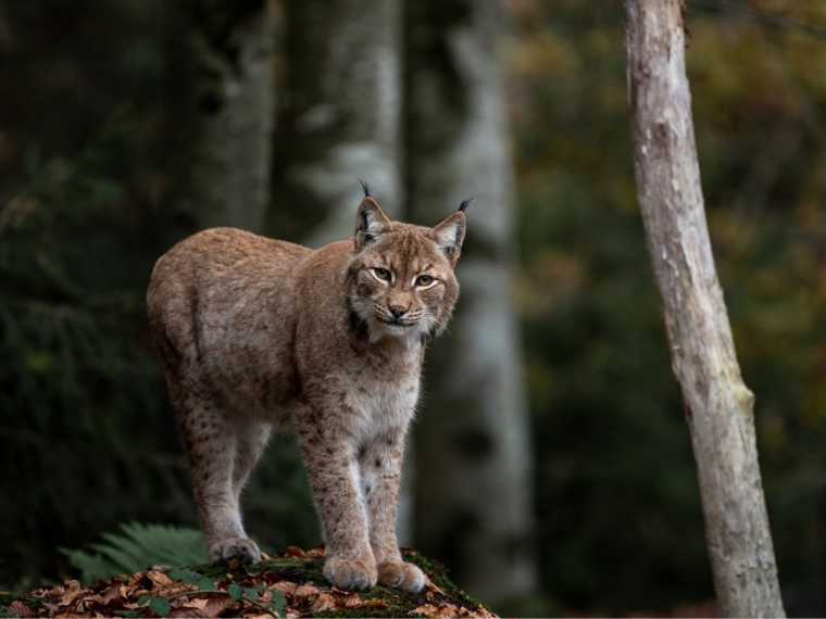 Luchs im Aargau erschossen - diese Strafe droht bei Wilderei