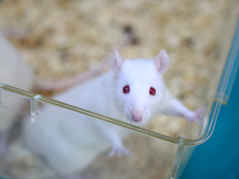 TIR kritisiert mangelnde Transparenz bei Tierversuchen