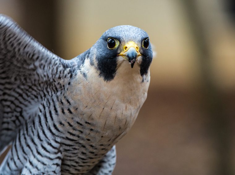 Tierquälerei an Habicht mit bedingter Freiheitsstrafe sanktioniert