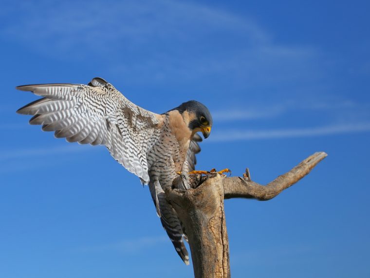 TIR warnt vor Giftangriffen auf Wanderfalken