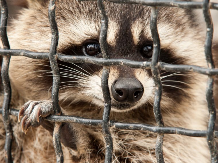 TIR reicht kritische Stellungnahme zur Revision der Pelzdeklarationsverordnung ein