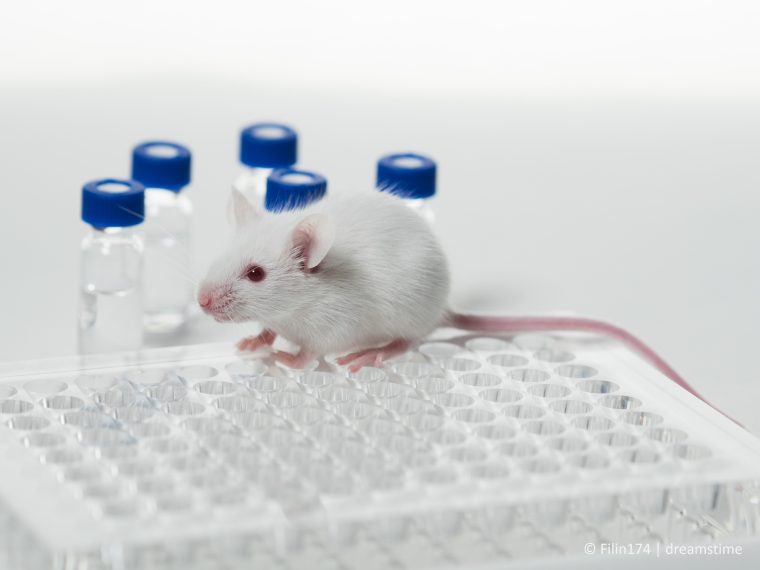 Niederlage für Tierversuchsverbotsinitiative - kein Votum pro Tierversuche