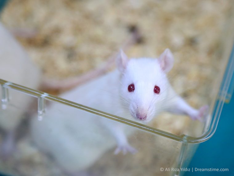 Tierversuchsstatistik 2021: Anstieg der Zahl eingesetzter Versuchstiere - insbesondere bei schwerbelastenden Versuchen