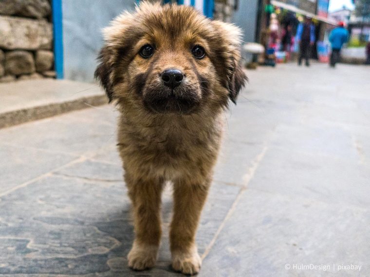 Weitere Informationen über das Reisen mit Tieren ins Ausland sowie ein wertvolles Online-Hilfstool finden Sie unter: