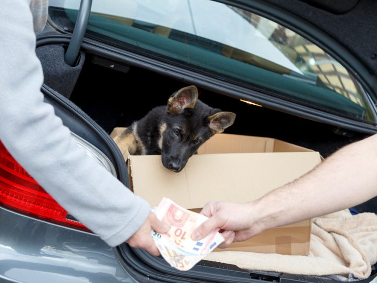 Illegaler Welpenhandel in Schaffhausen aufgedeckt