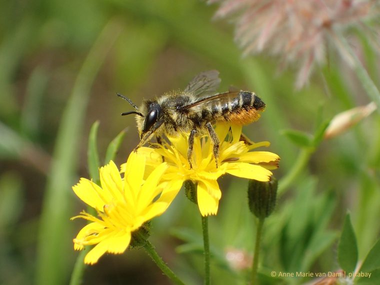 Wildbienen brauchen unsere Unterstützung - wie können wir ihnen helfen?