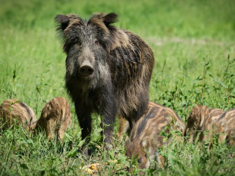 TIR begrüsst Urteil zu qualvoller Tötung von Wildschweinen