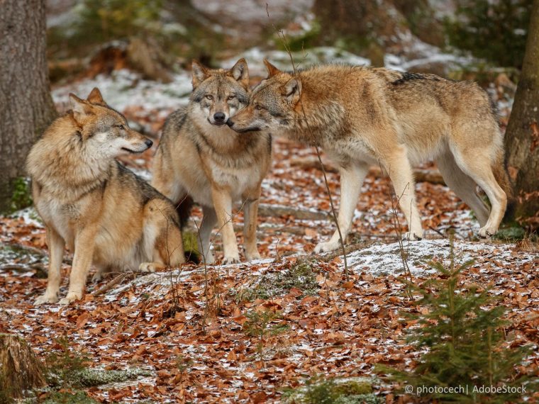 TIR enttäuscht: Bundesrat setzt umstrittene Revision der Jagdverordnung in Kraft