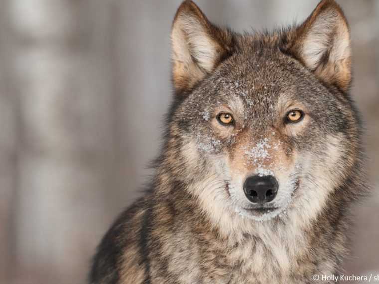 Vernehmlassung zur revidierten Jagdverordnung - TIR reicht Stellungnahme ein