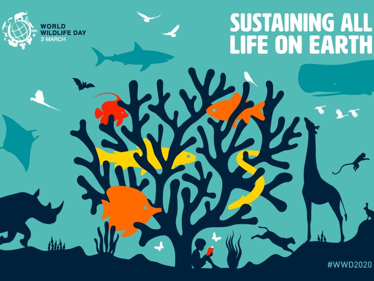 World Wildlife Day: TIR macht auf die prekäre Situation im internationalen Wildtierhandel aufmerksam