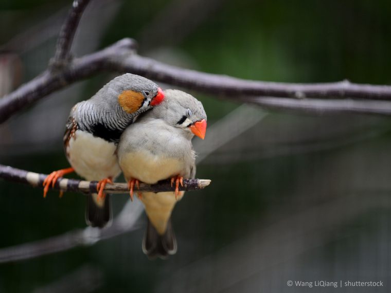TIR hocherfreut - Verwaltungsgericht verbietet umstrittene Hirnforschung an Zebrafinken