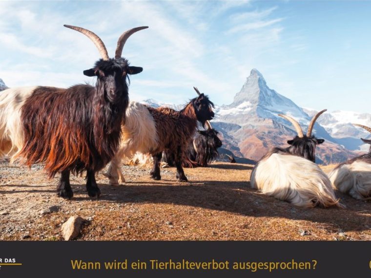 TIR-Kalender 2020 - Tierschutzrechtliche Frage im August