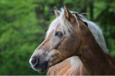 Skandalöser Fall von Vollzugsmangel im Kanton Thurgau