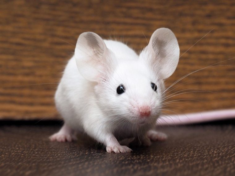 Tierschutzorganisationen fordern innovative Forschung ohne Tierleid - unterzeichnen Sie die Petition!