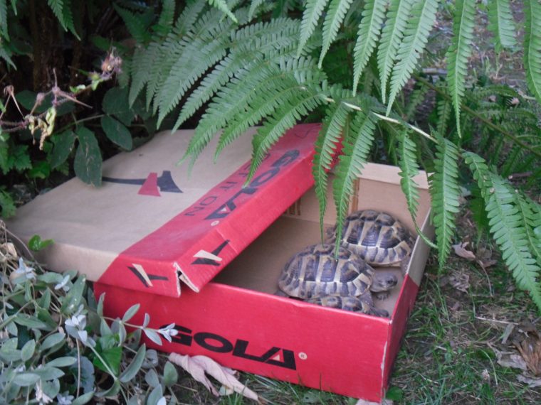 Sommerferien: Traurige Hochsaison für ausgesetzte Tiere