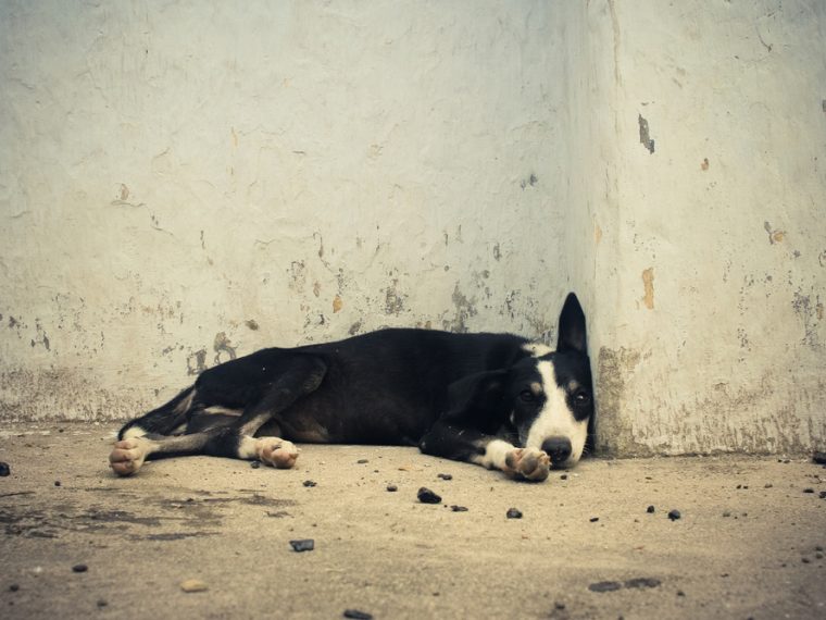 TIR begrüsst Entscheid des Zürcher Obergerichts betreffend Aussetzen von Hunden
