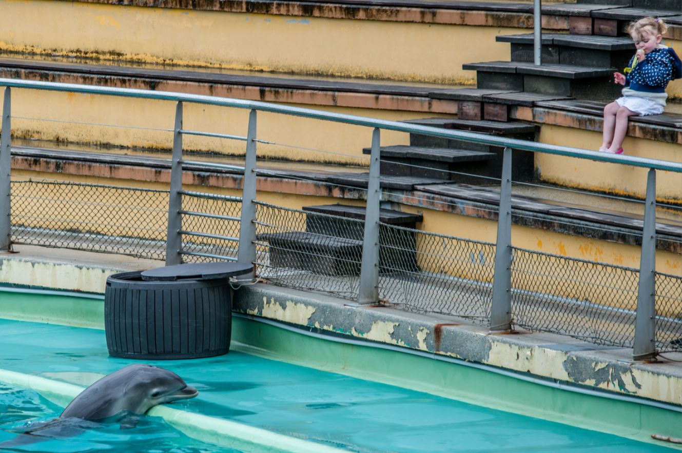 Delfin in Delfinarium