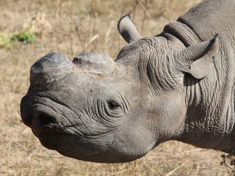 Tierschutzorganisationen fordern Schweizer Import- und Transitverbot für Jagdtrophäen