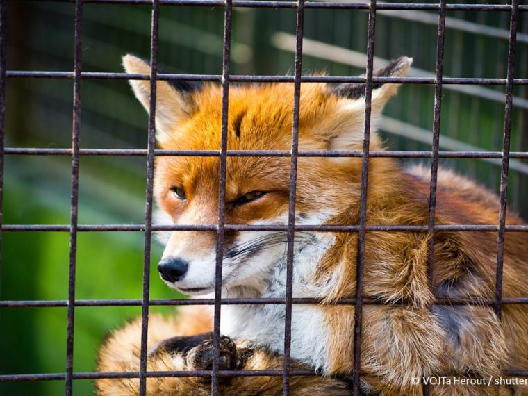 TIR erfreut: Zürich verbietet Baujagd