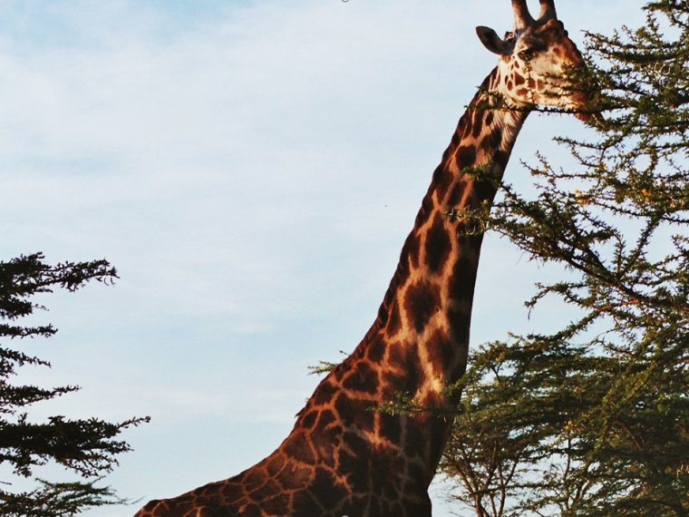 Veröffentlichung der Anträge für CITES CoP18