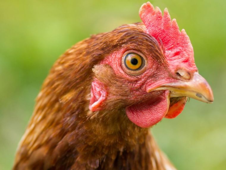 TIR kritisiert unzureichenden rechtlichen Schutz für Hühner