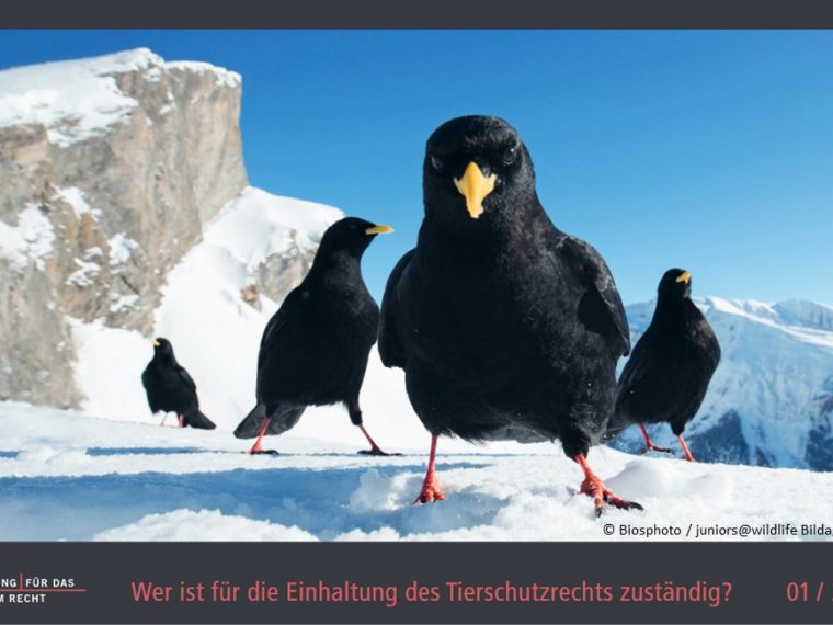 TIR-Kalender 2021 - Tierschutzrechtliche Frage im Januar