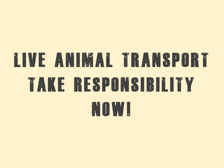 TIR erschüttert über Ausmass der Grausamkeit bei Tiertransporten