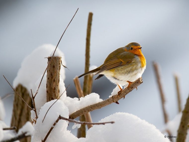Soll man Wildtiere im Garten unterstützen?