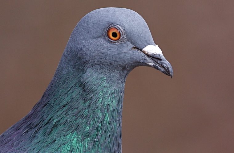 Obergericht Zürich verurteilt Taubenzüchter wegen Tierwürdemissachtung