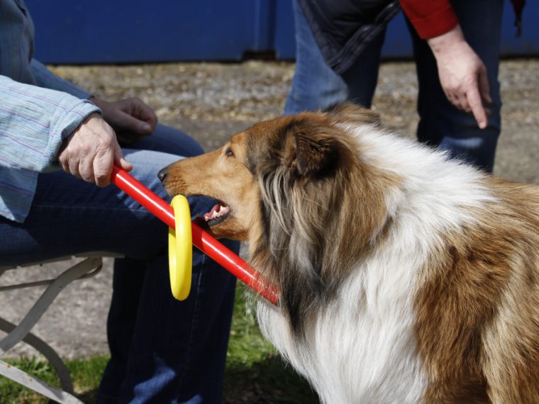TIR referiert an der Schweizerischen Tierärztetagung in Basel