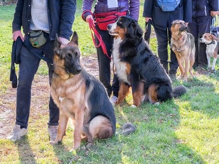 TIR erfreut: Zürcher Stimmvolk lehnt Änderung des Hundegesetzes deutlich ab